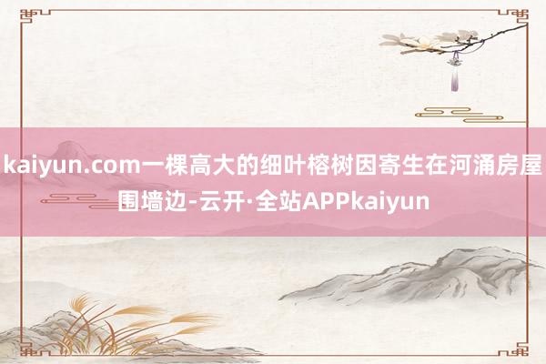 kaiyun.com一棵高大的细叶榕树因寄生在河涌房屋围墙边-云开·全站APPkaiyun